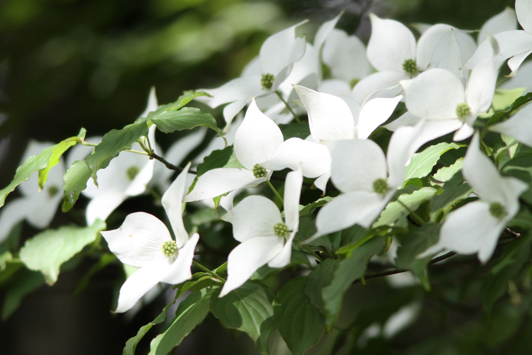 ５月から７月にかけての相模原公園です クレマチス、ショウブ、アジサイなどの花が次々と咲いていました